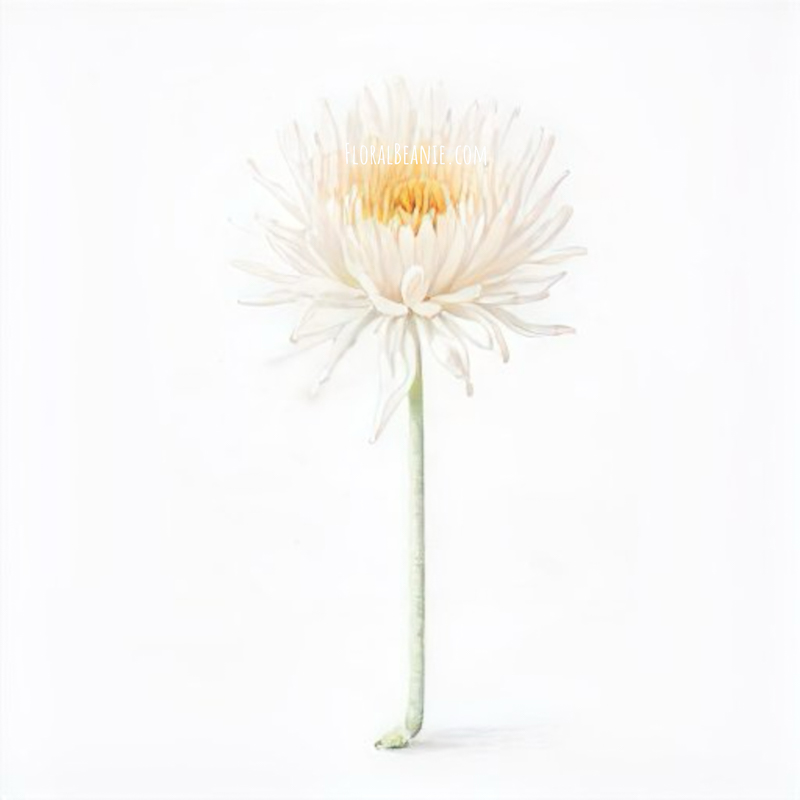 Chrysanthemum Art