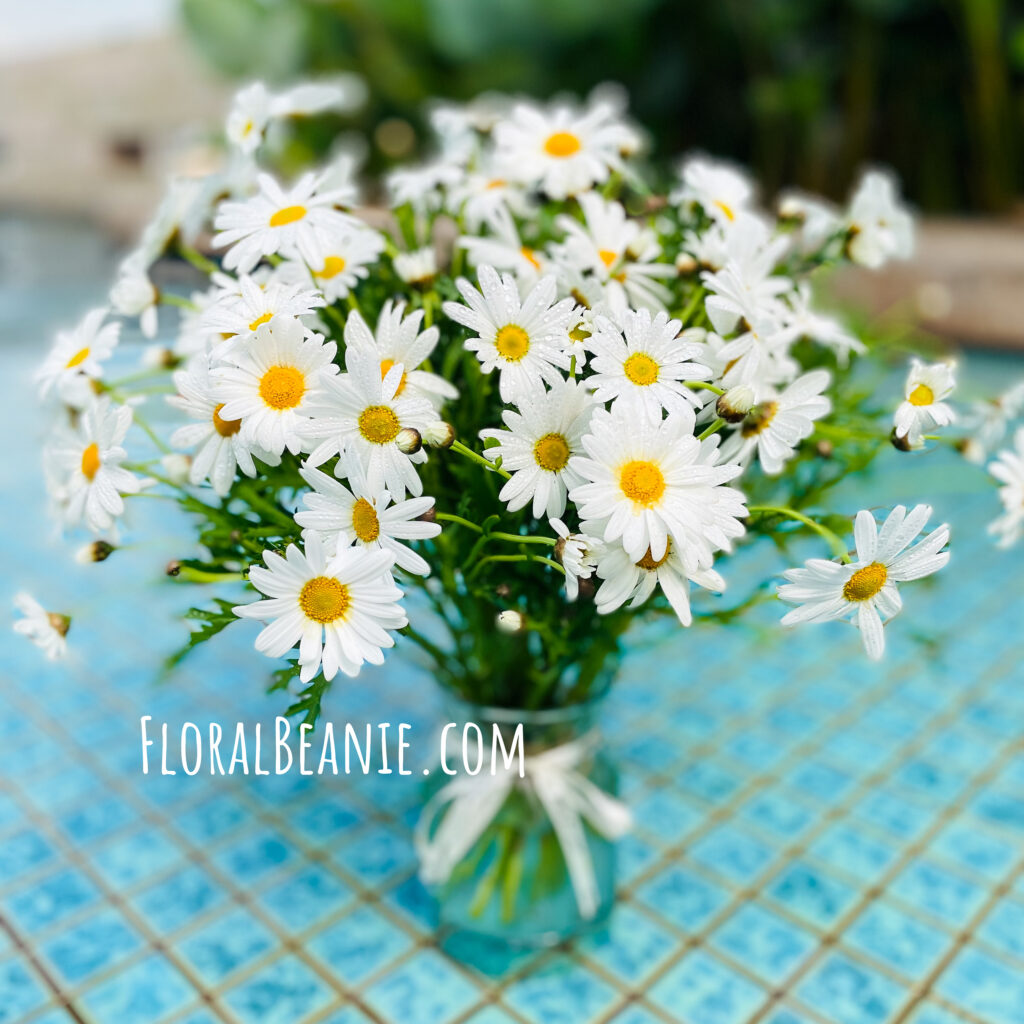 Elegant Daisy Bouquet For Graduation Flower Delivery Singapore