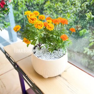 Potted Marigold