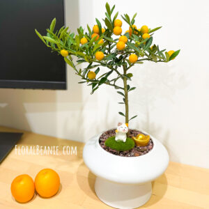 Potted Small Mandarin Tree (金豆柑盆栽)