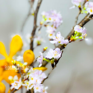 Sakura Vase Arrangement Close Up
